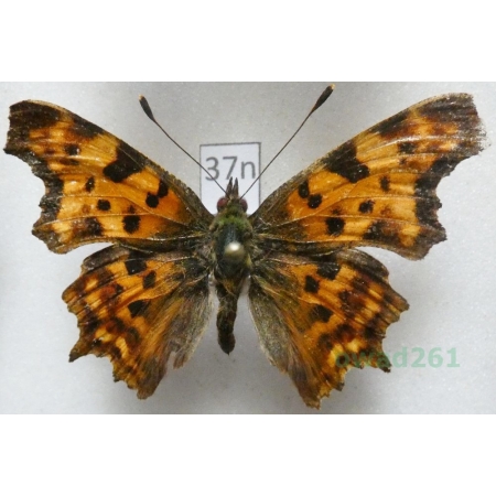 Polygonia c-album (Linnaeus, 1758)  Rusałka ceik Poland37n